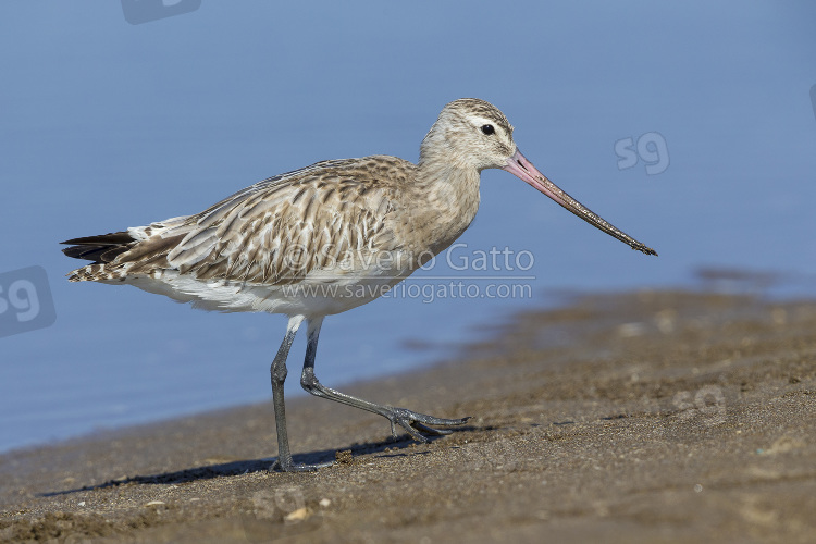 Bar-tailed Godwit